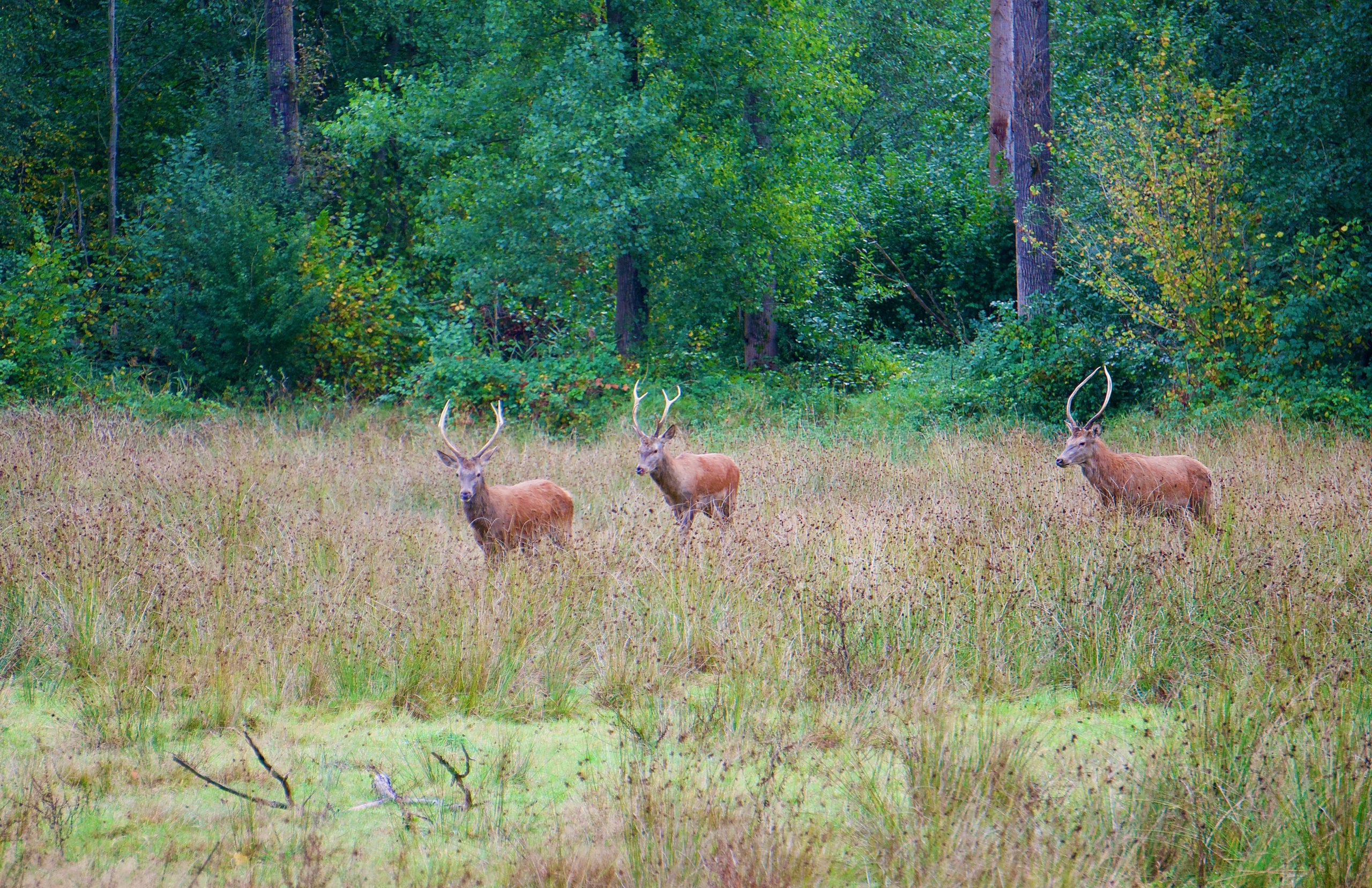 Three red deers - Edelherten Het Groene Woud