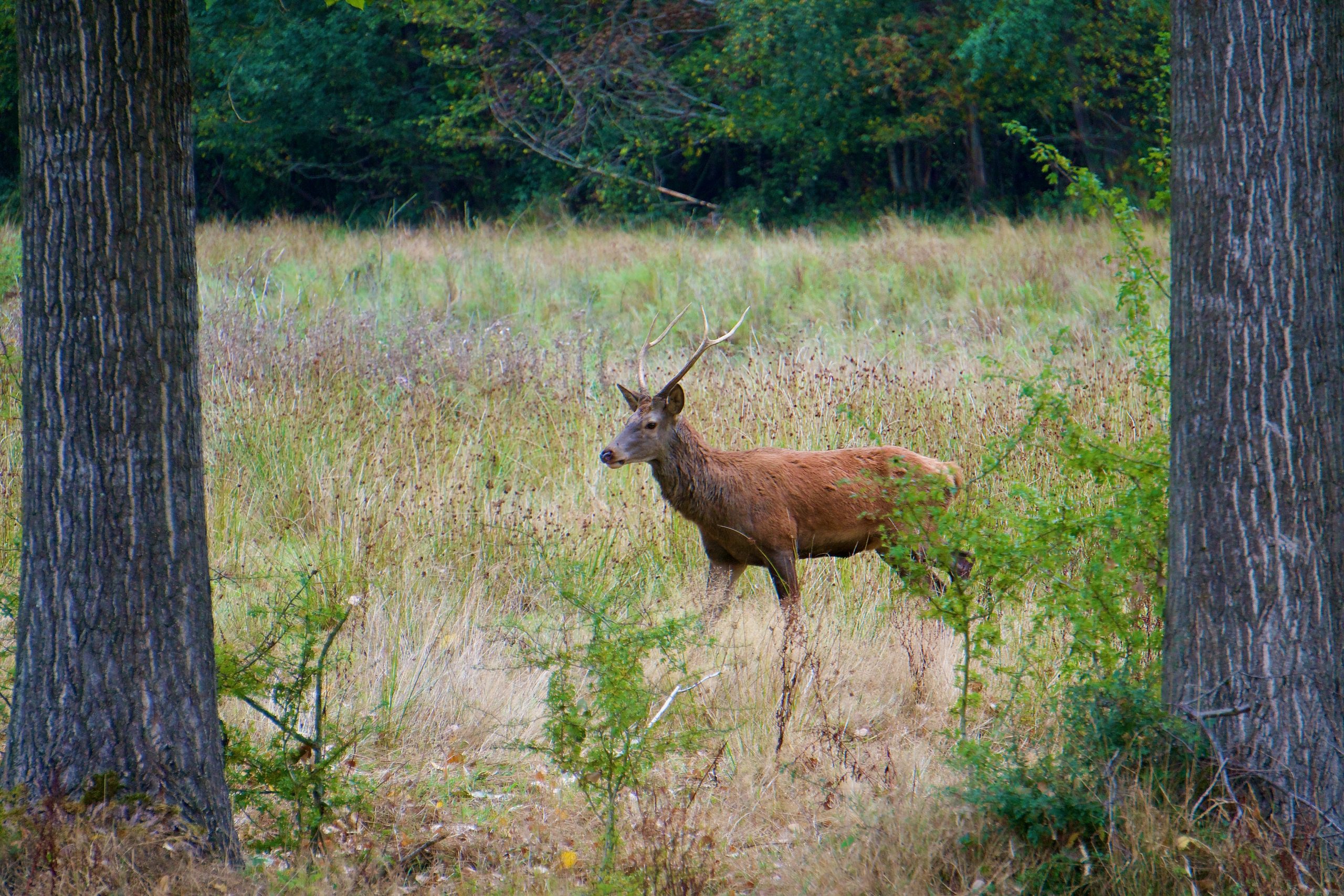 Red deer Brabants Landschap