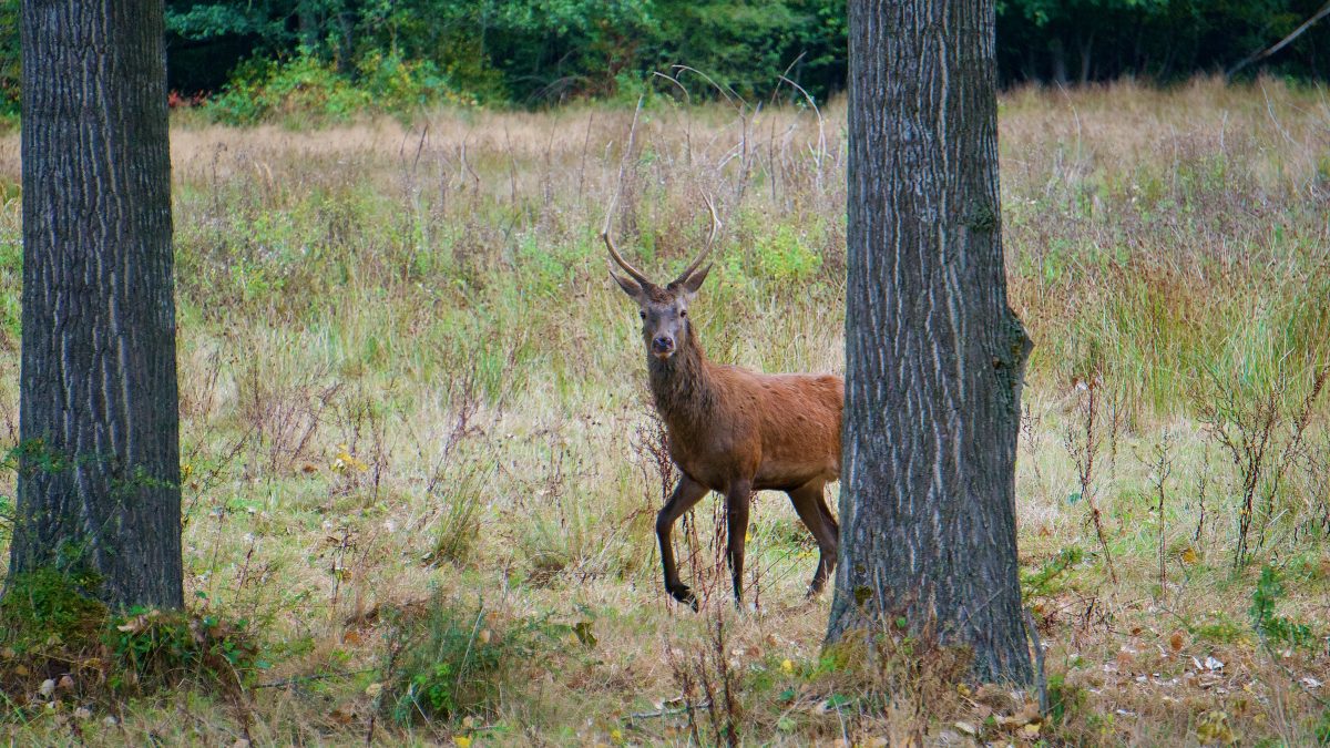 Edelhert in Oirschot