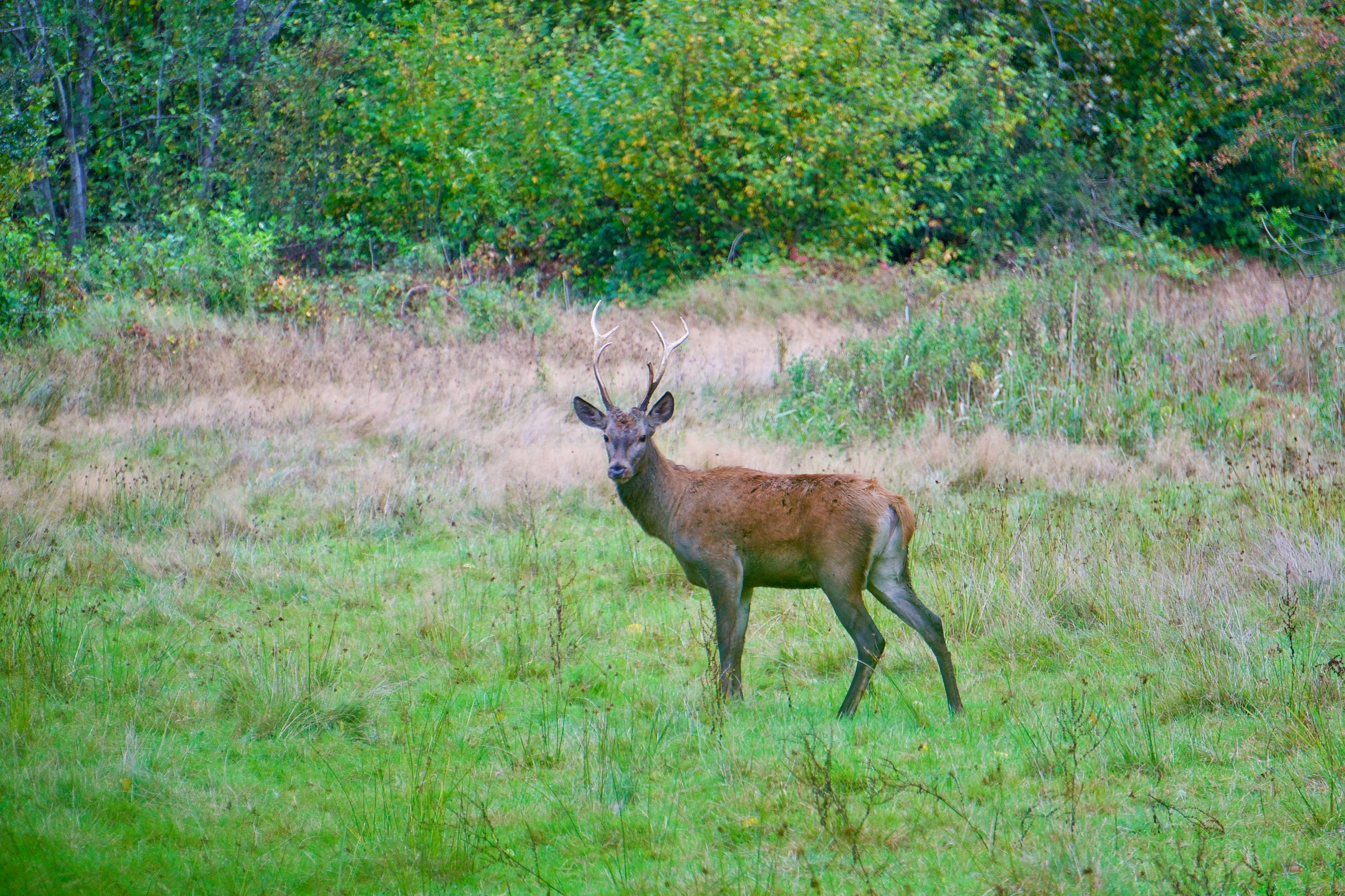 Red deer, edelhert in de Paljaart